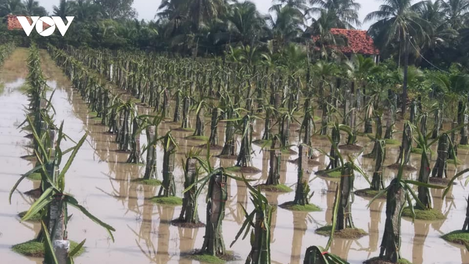 Triều cường kết hợp với mưa to gây ngập úng trên diện rộng ở Tiền Giang