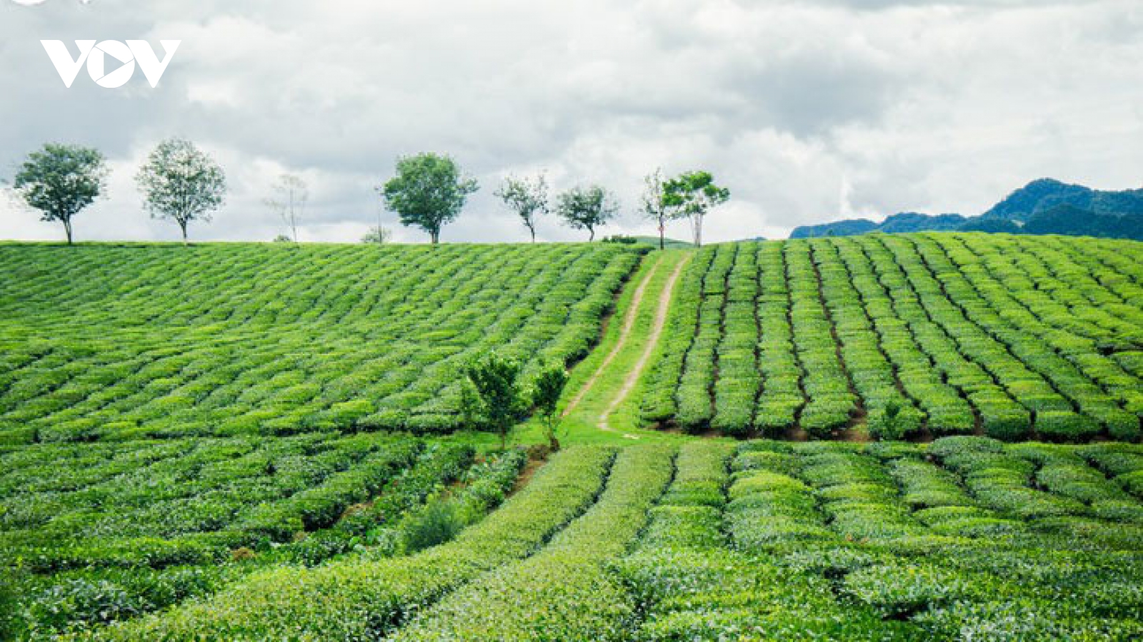 Moc Chau Plateau - an ideal tourist destination in northern Vietnam