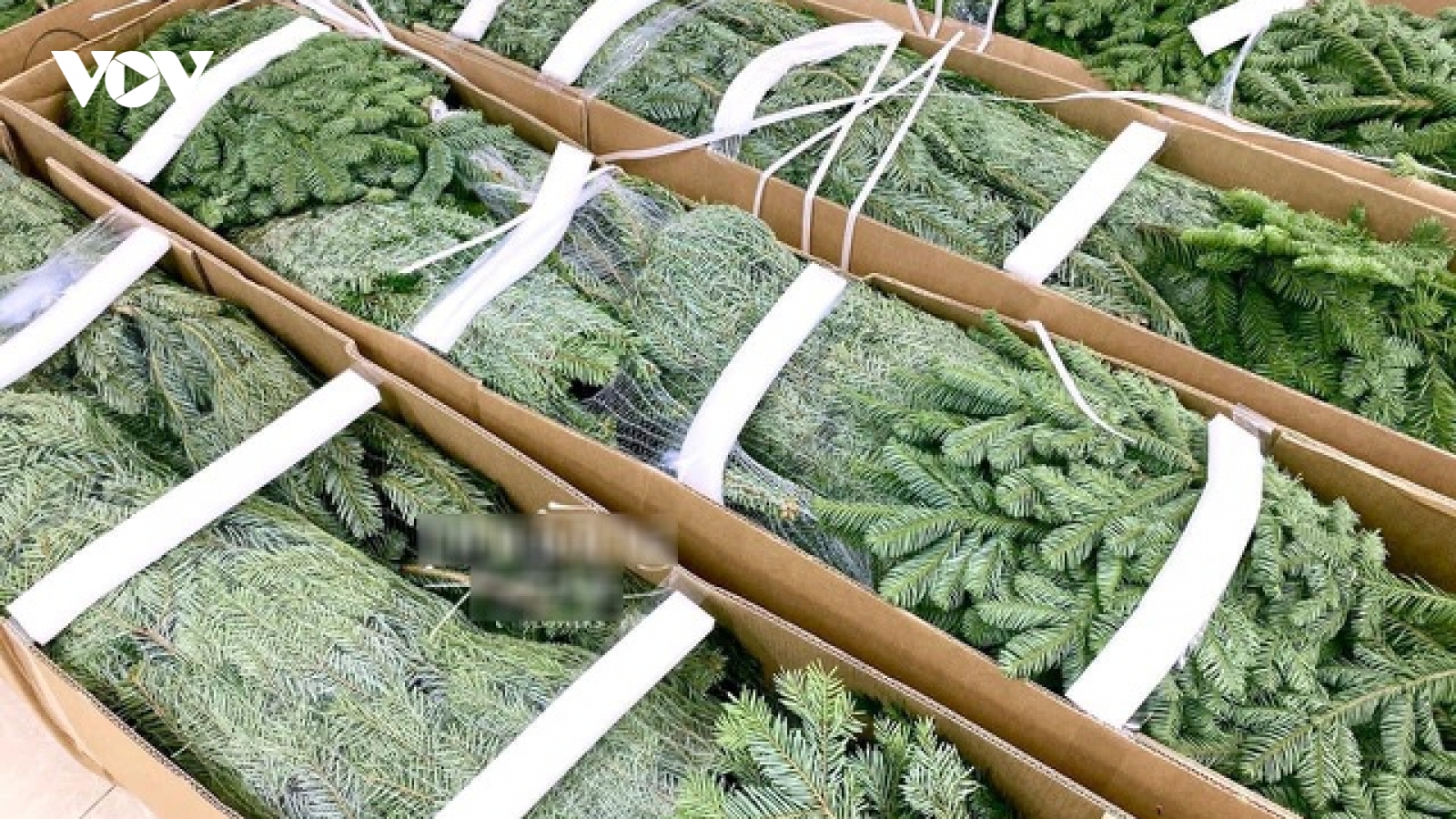 Thông Noel đi máy bay về Việt Nam, 30 triệu đồng/cây vẫn cháy hàng