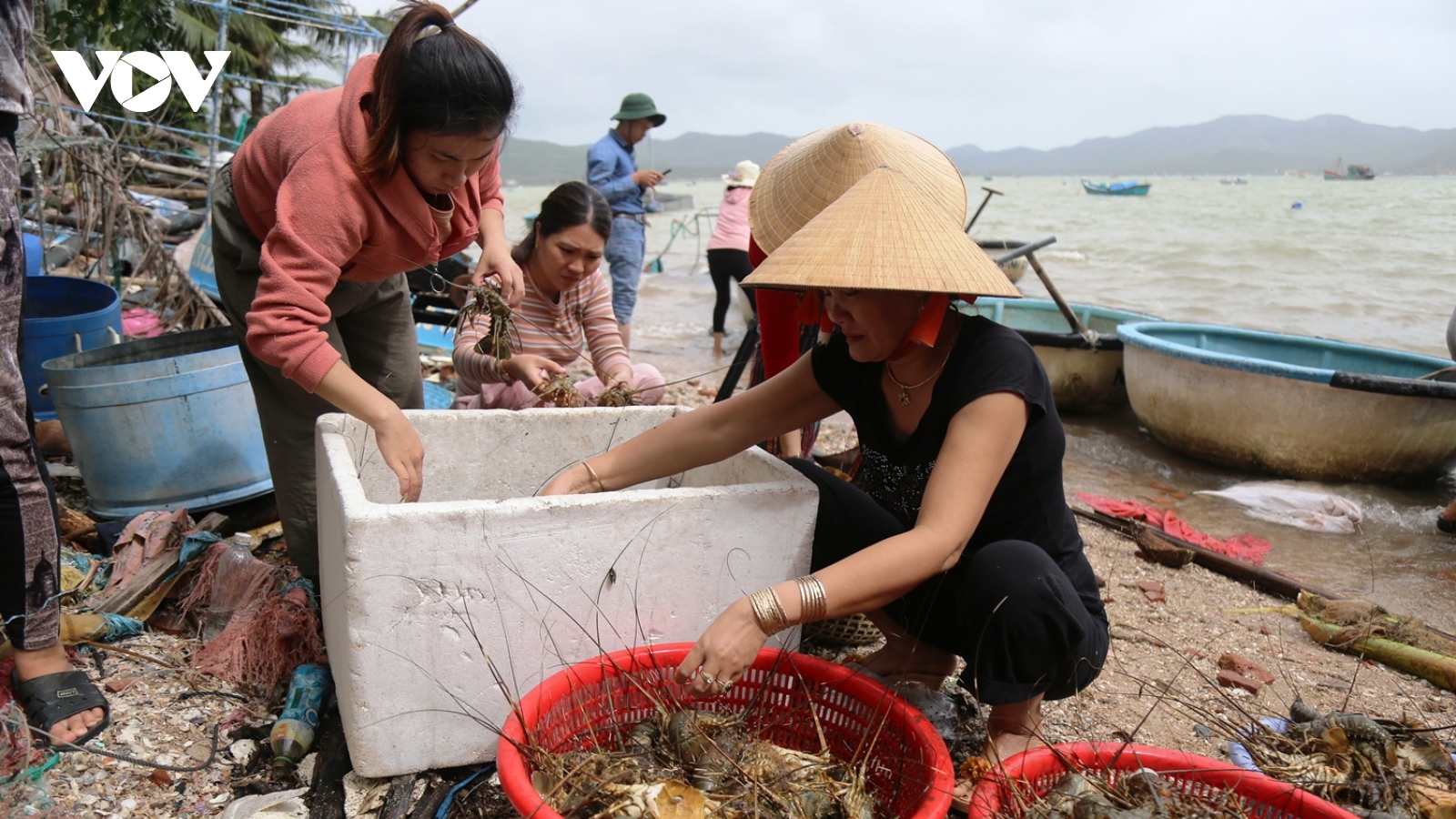 Cần có giải pháp bền vững cho nghề nuôi tôm hùm lồng ở Phú Yên