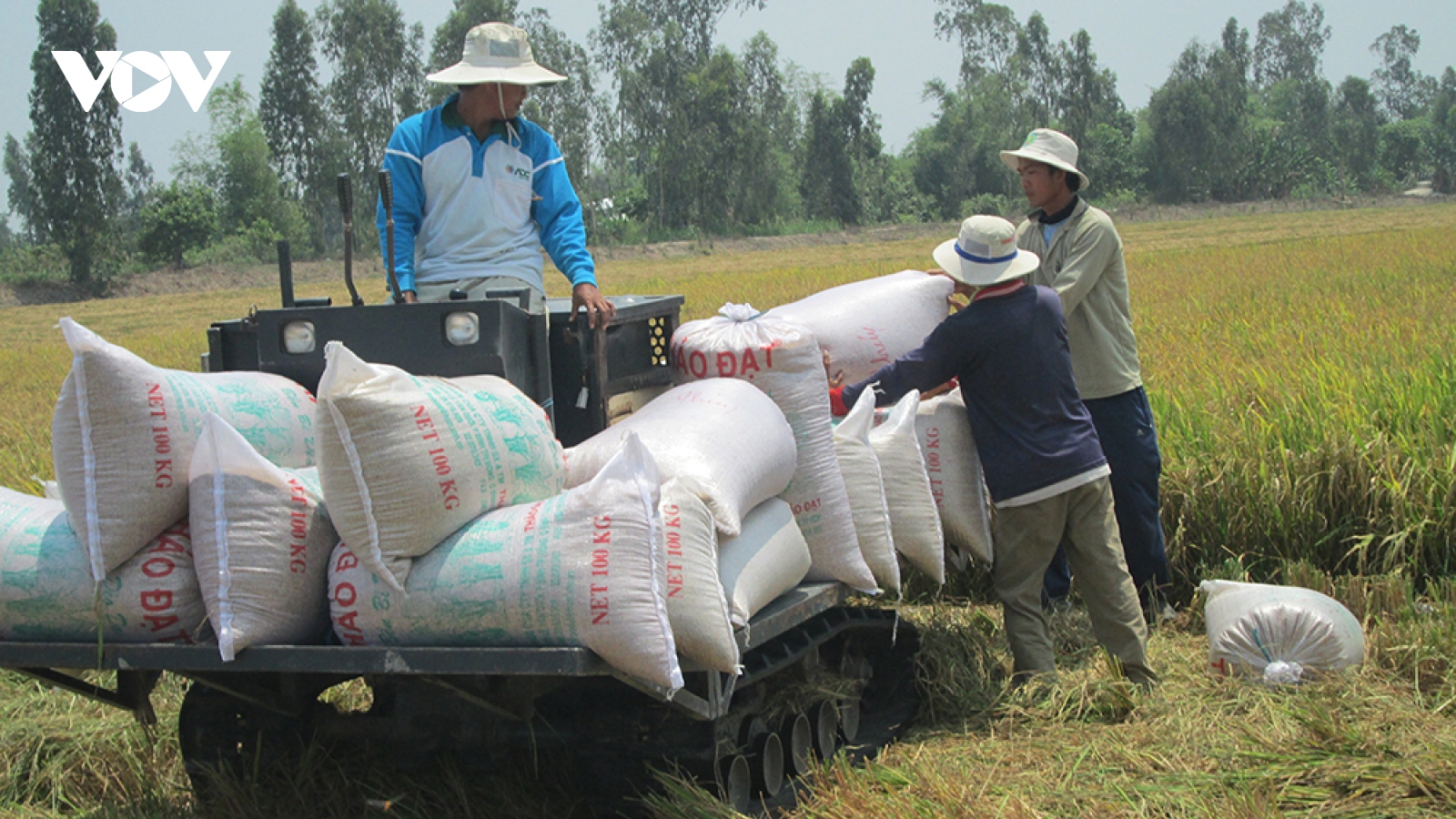 Giá gạo xuất khẩu của Việt Nam tăng cao kỷ lục