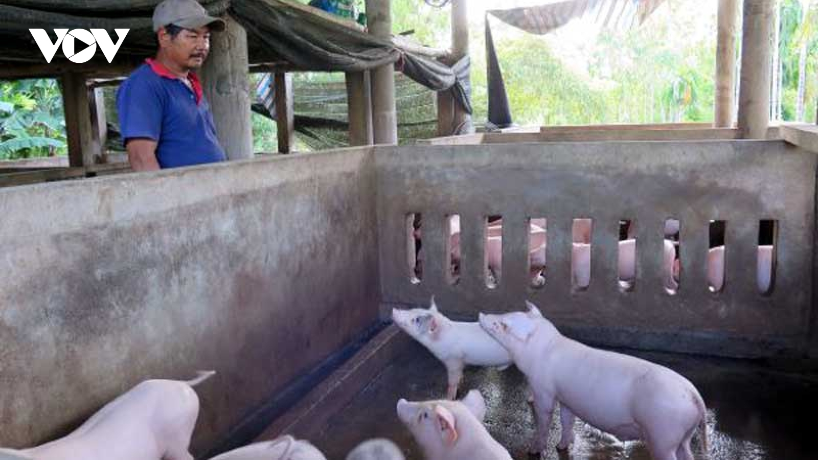 Chặn dịch tả lợn châu Phi để đảm bảo nguồn cung dịp Tết