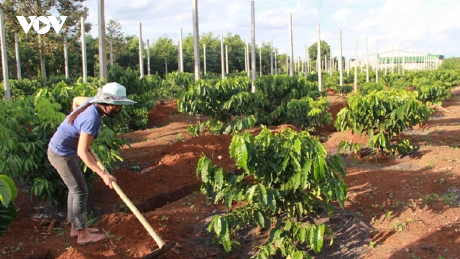 Năng suất cà phê Đắk Lắk vượt trội từ chương trình tái canh
