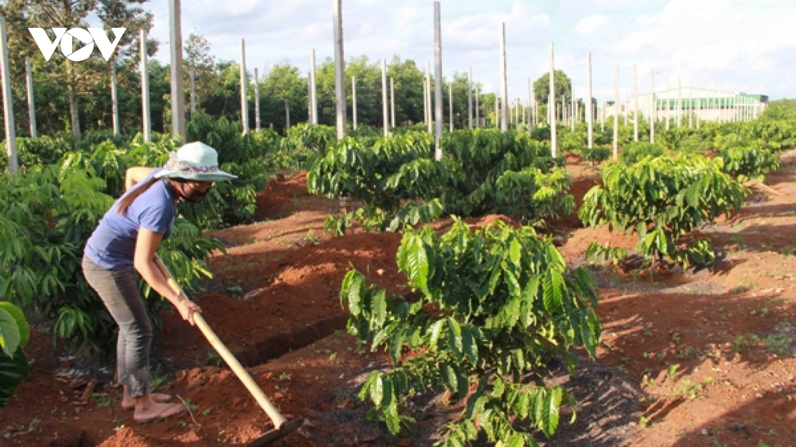 Năng suất cà phê Đắk Lắk vượt trội từ chương trình tái canh