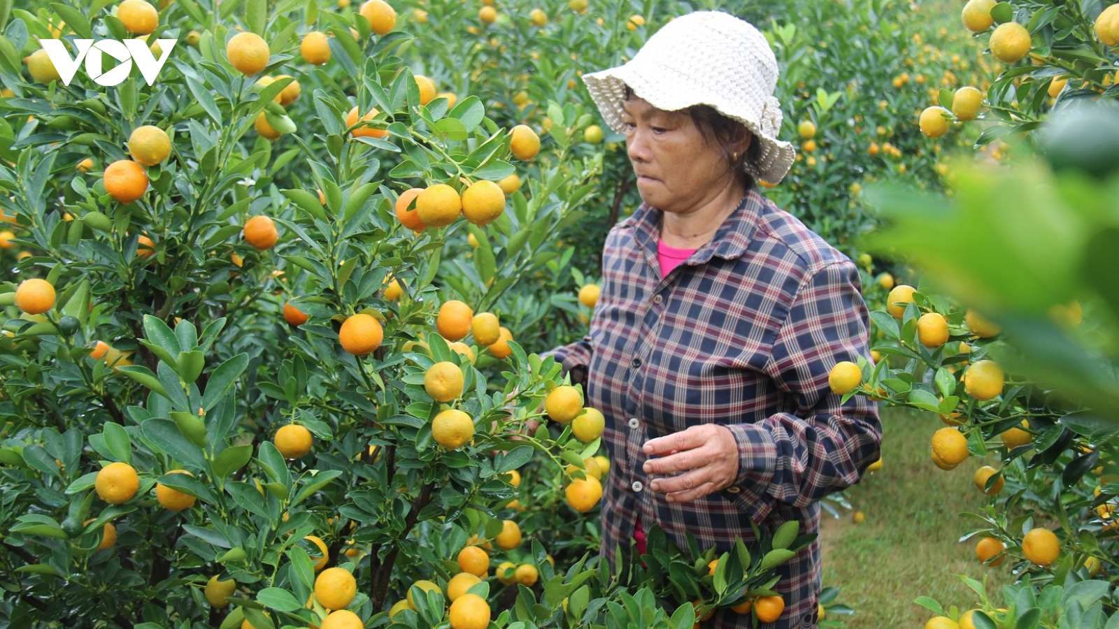 Nông dân Hội An “đỏ mắt” chờ thương lái mua quất