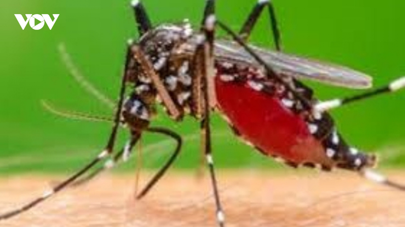An Giang tập trung ứng phó bệnh Chikungunya