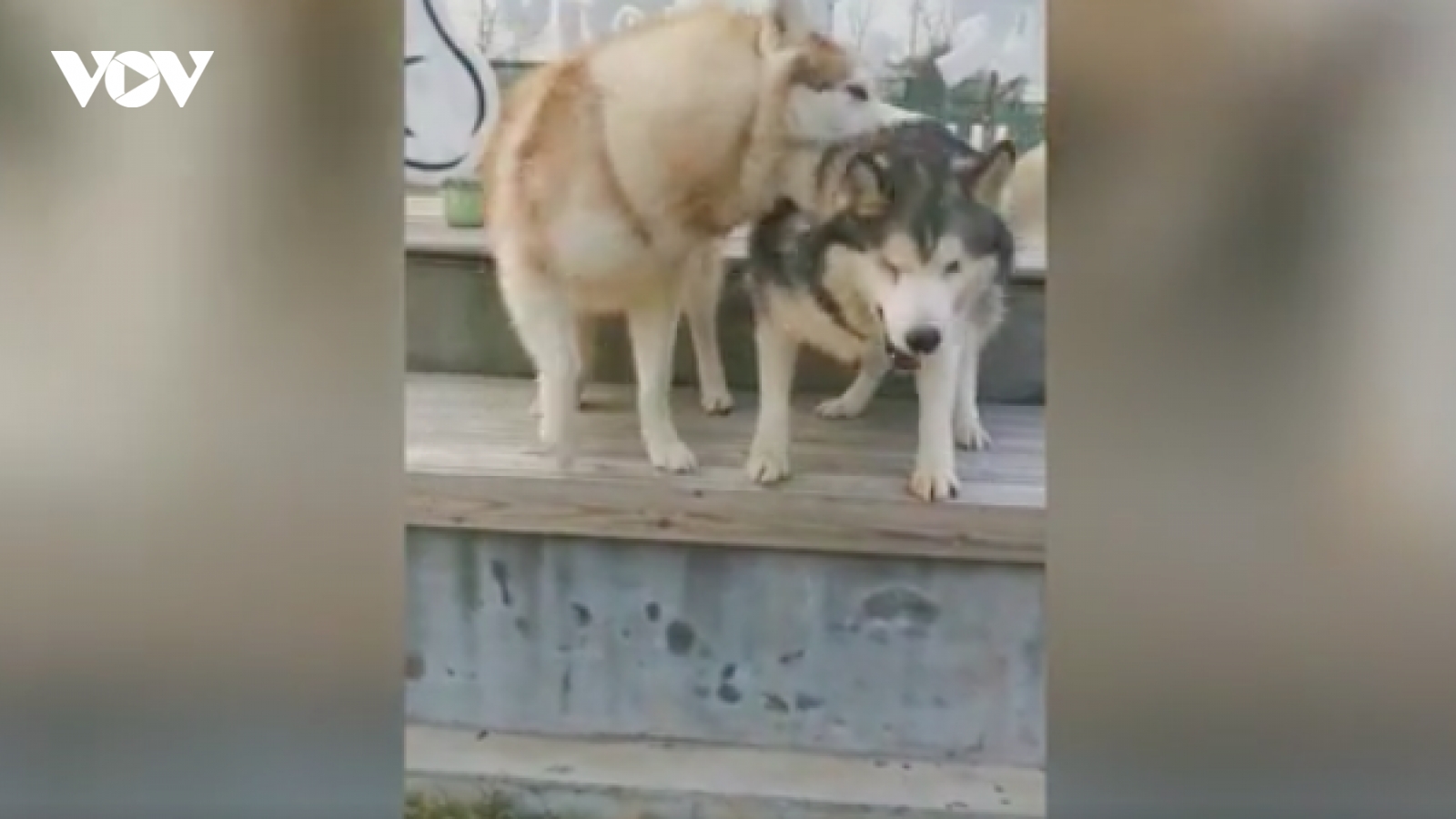 Chú chó Husky mù được em trai động viên khi tập nhảy
