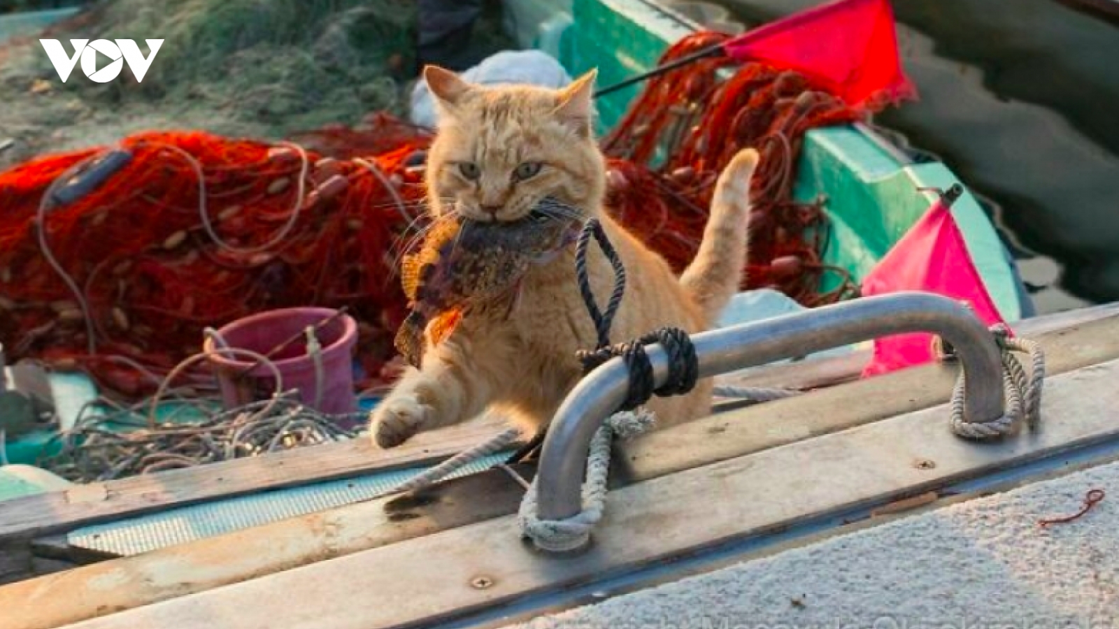 Thư giãn với chùm ảnh dễ thương về những chú mèo