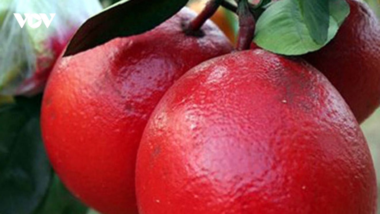 Bưởi đỏ như son chơi Tết giá tới nửa triệu đồng mỗi quả vẫn "cháy hàng"