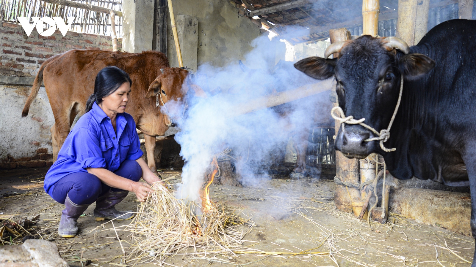 Người dân Điện Biên chủ động phòng chống rét cho gia súc