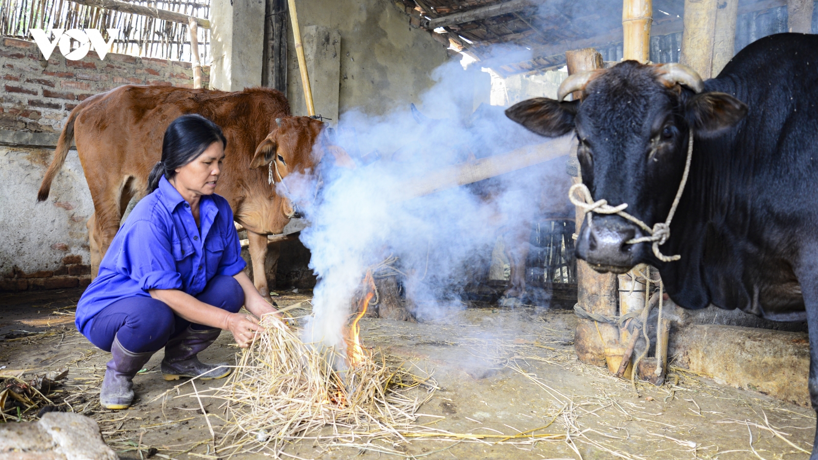 Người dân Điện Biên chủ động phòng chống rét cho gia súc