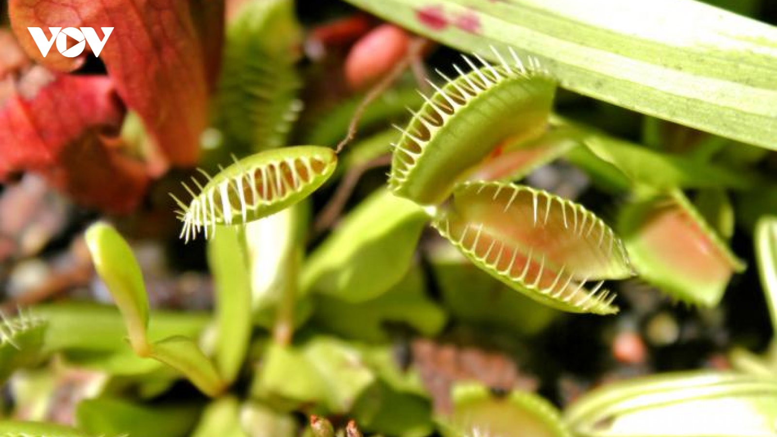 Khám phá vẻ đẹp “chết chóc” của các loại cây ăn thịt