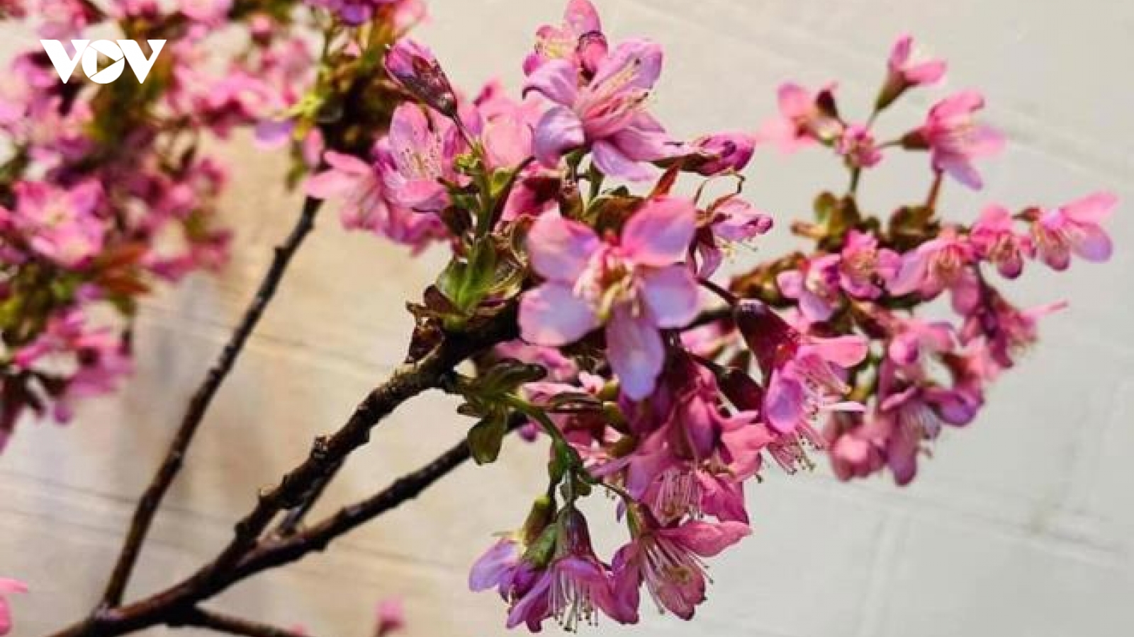 Hoa anh đào Trung Quốc giá rẻ tràn về, chị em ồ ạt săn mua