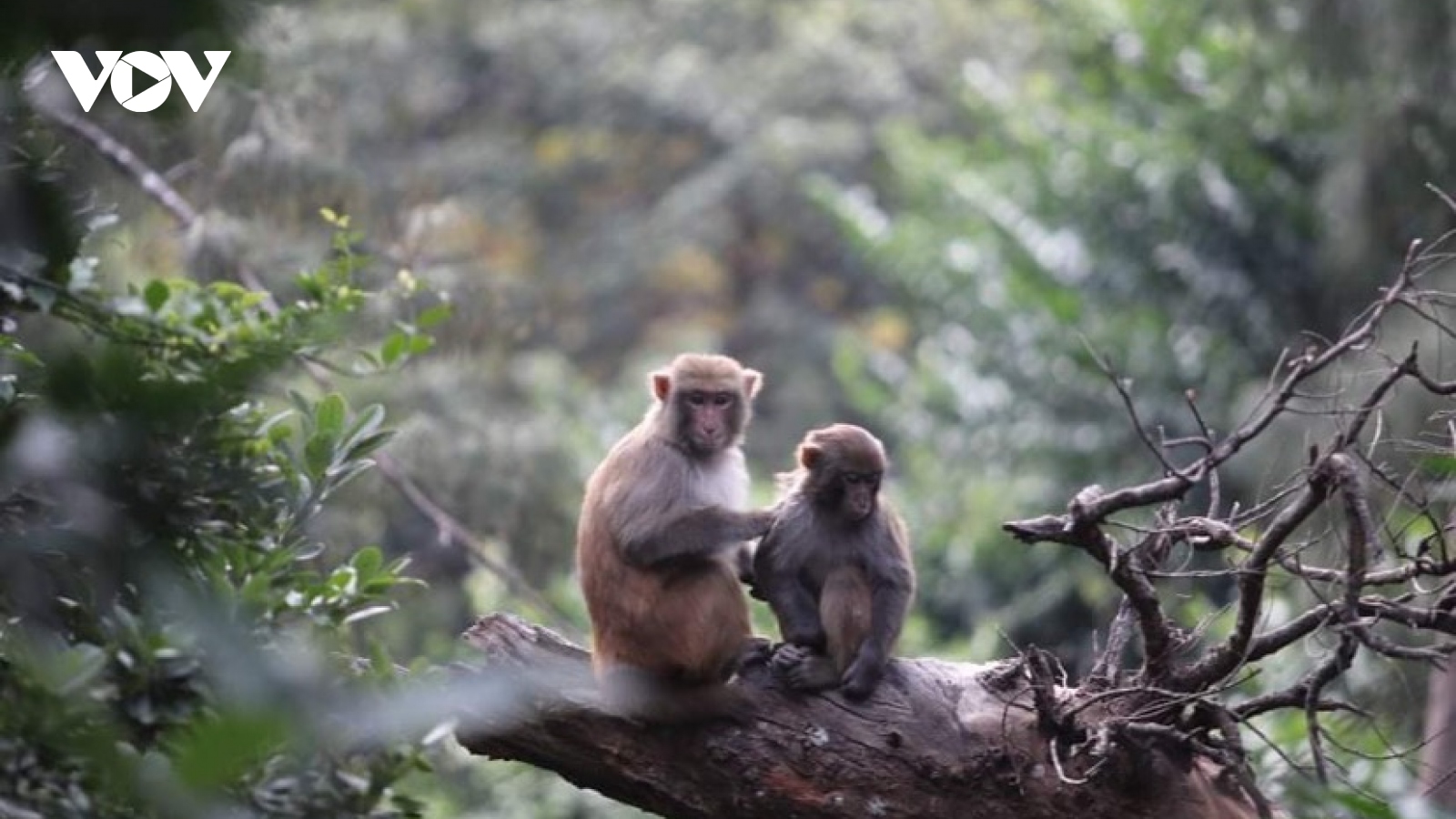 Theo chân “chúa đảo” thăm đàn khỉ vàng phục vụ nghiên cứu vaccine