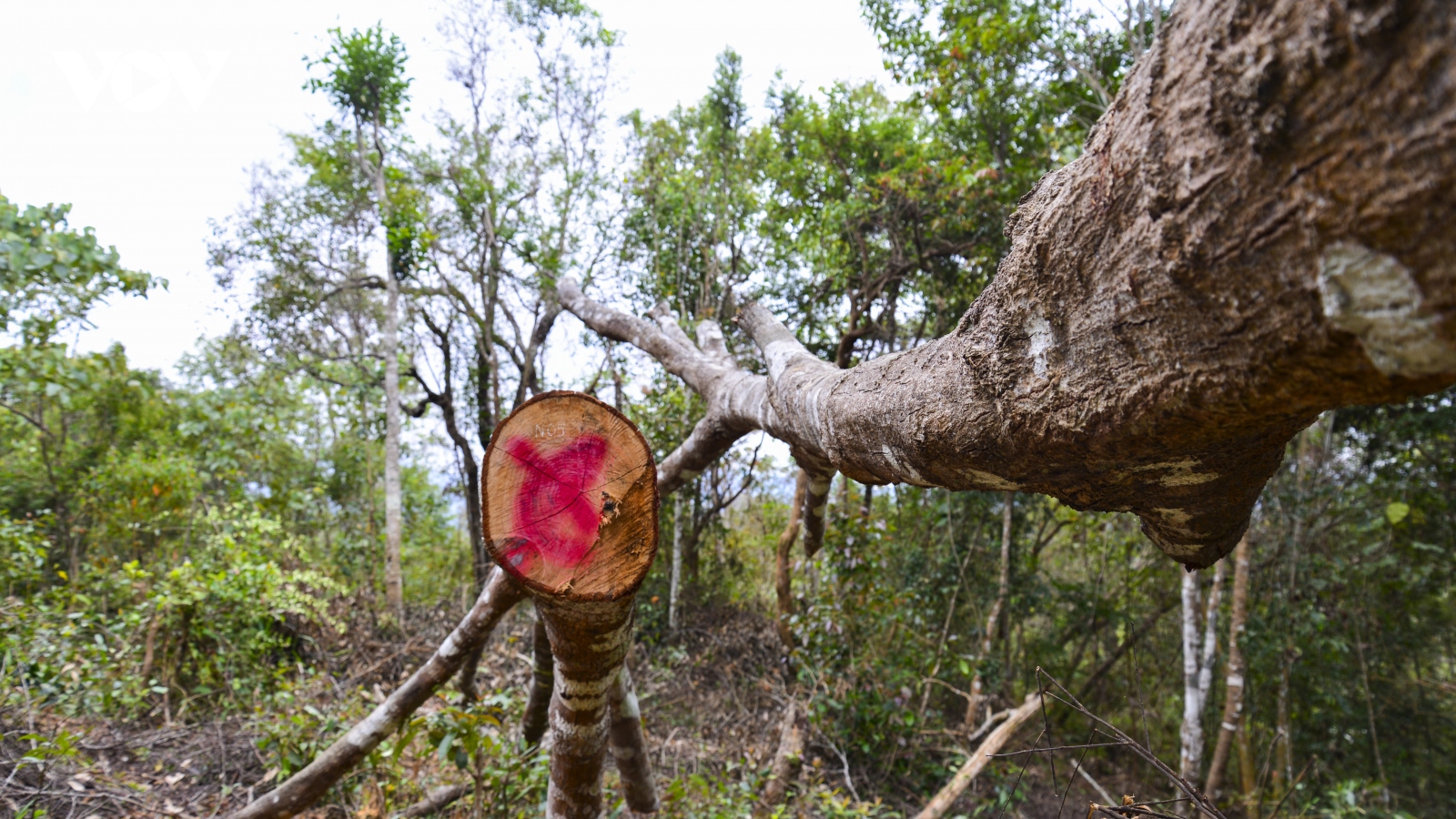 Bước đầu phát hiện hơn 170 cây gỗ bị chặt trong rừng đặc dụng Mường Phăng 