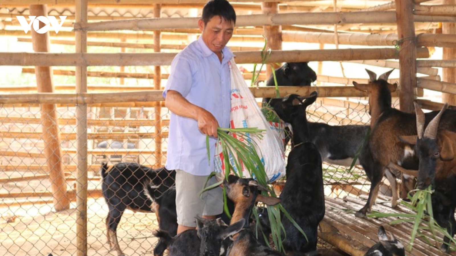 Nuôi toàn con đặc sản đen cả chuồng, nông dân thu hàng trăm triệu đồng