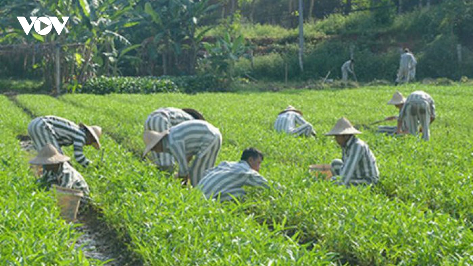 Quy định về tư trang và quần áo phạm nhân được cấp phát trong 1 năm