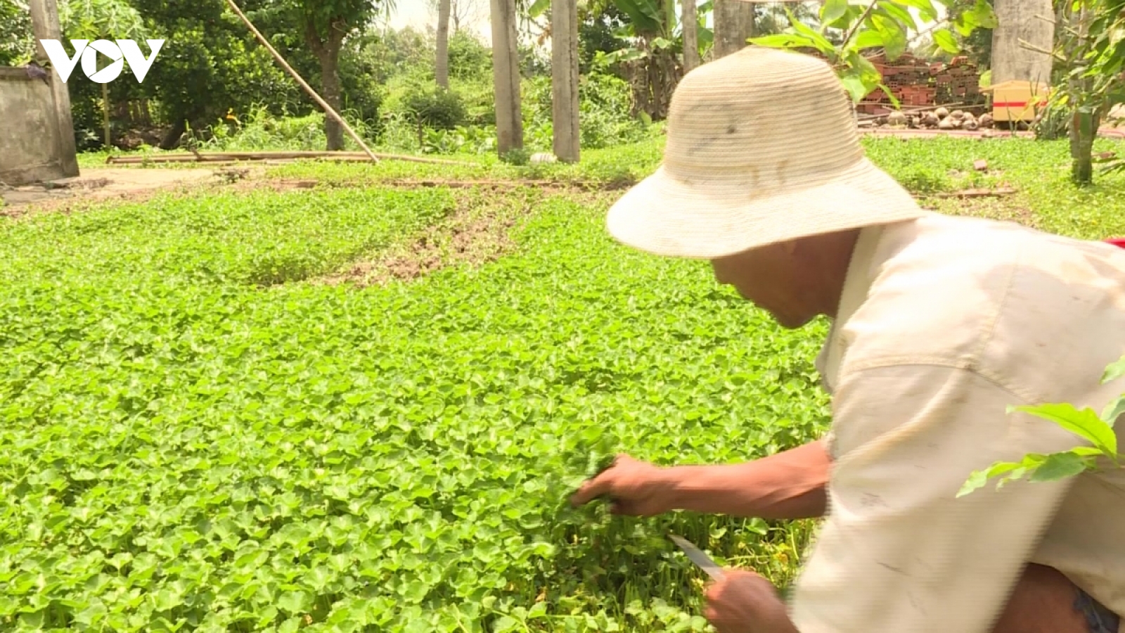 Chỉ khoảng 5% tổng diện tích rau, hoa, quả được sản xuất theo quy trình an toàn