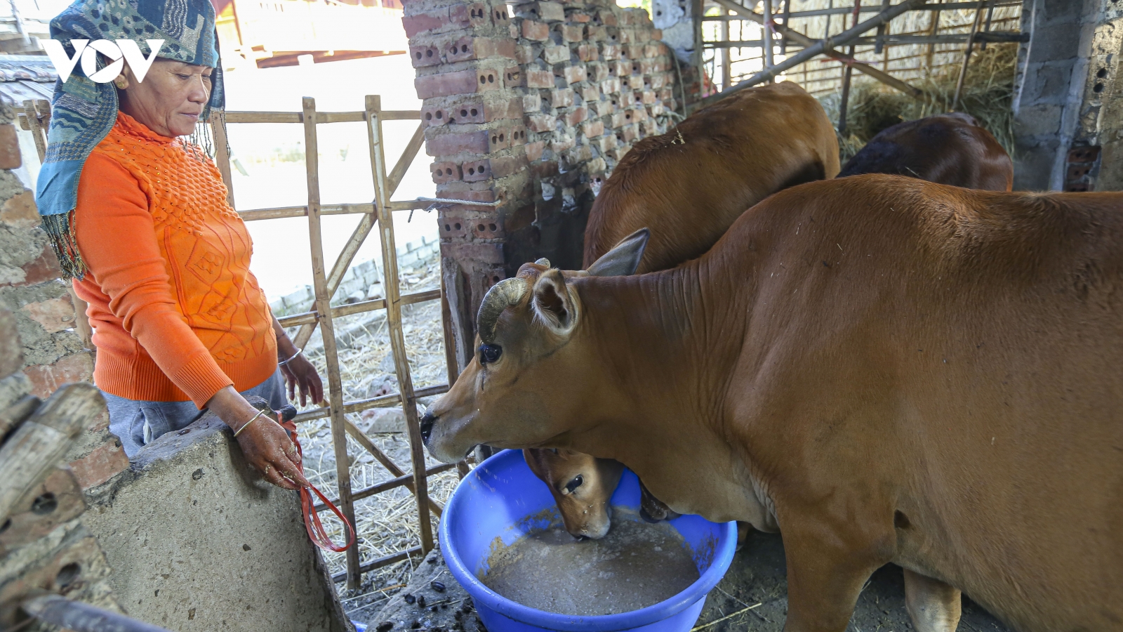 Nông dân Sa Pa (Lào Cai) chủ động phòng, chống đói rét cho gia súc