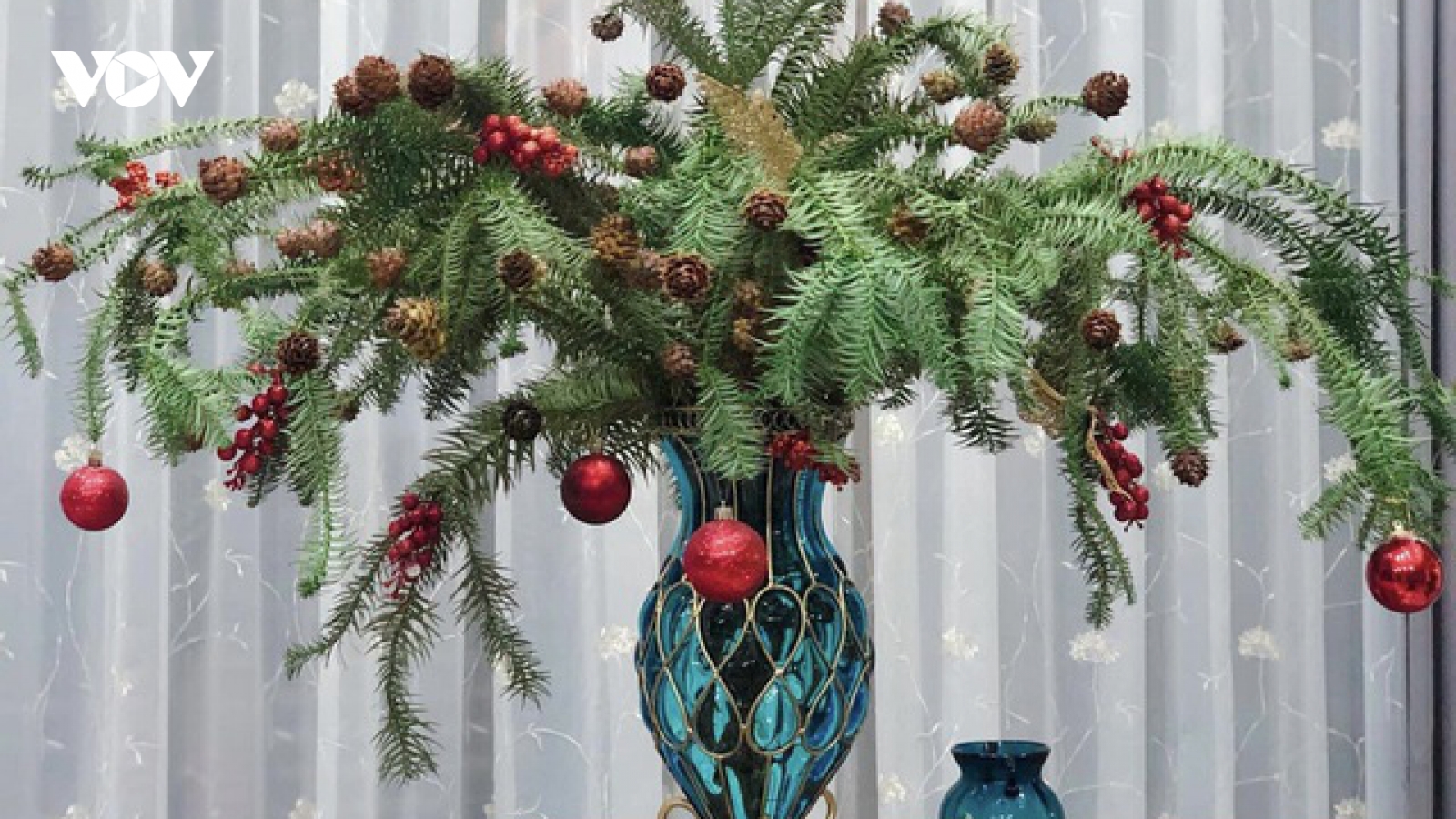Chưa tới Noel người dân Hà Nội đã săn lùng thông tươi về cắm