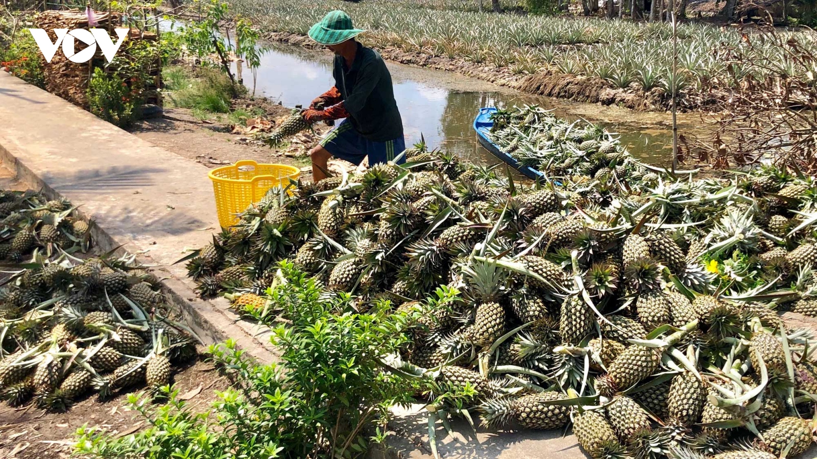 Giá khóm trái, khóm giống tại Hậu Giang tăng mạnh