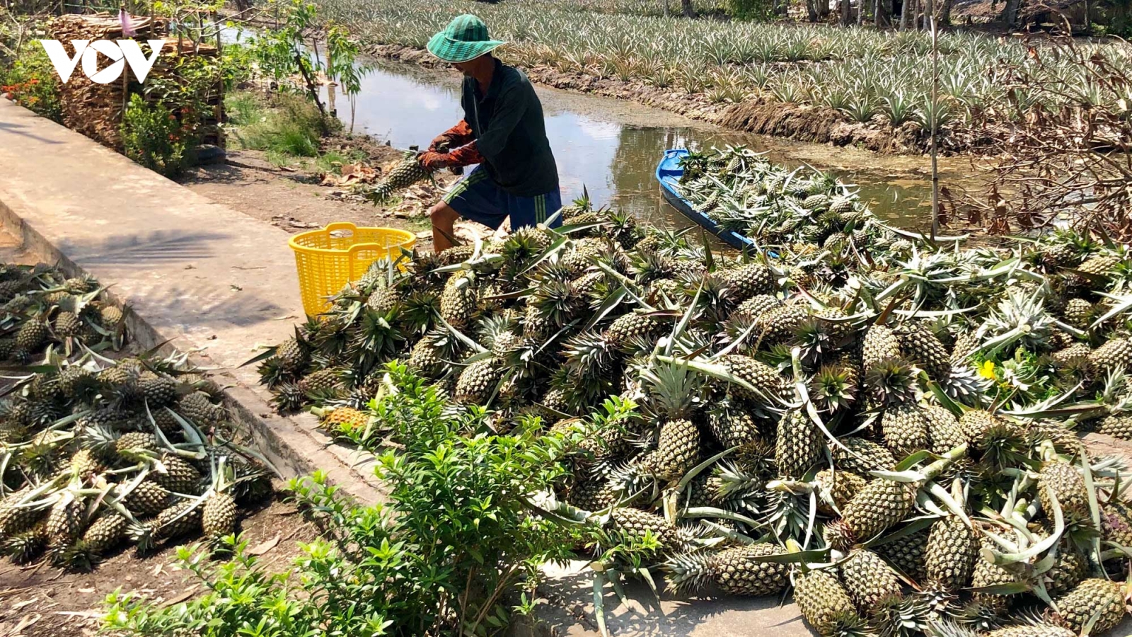 Giá khóm trái, khóm giống tại Hậu Giang tăng mạnh