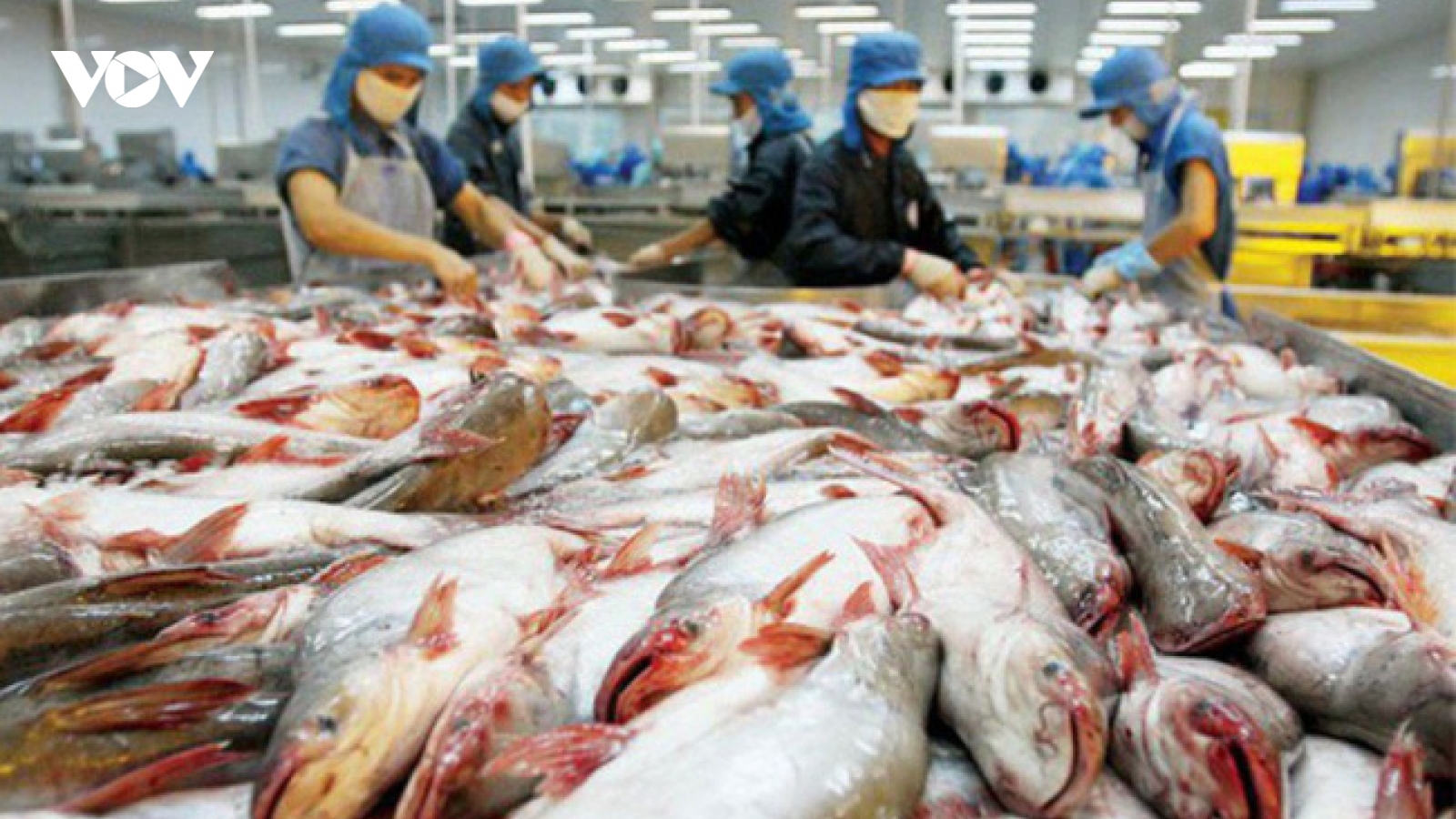 Doanh nghiệp cá tra cần bình tĩnh, tránh chào giá cá tra thấp sang Trung Quốc