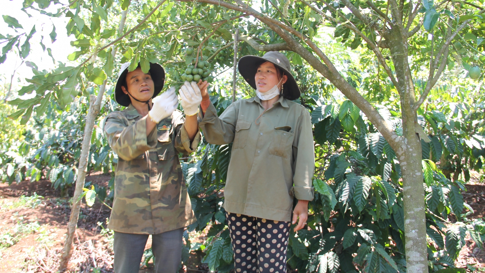 Giá cà phê hôm nay 26/5: Giá cà phê Robustan và Arabica đồng loạt tăng