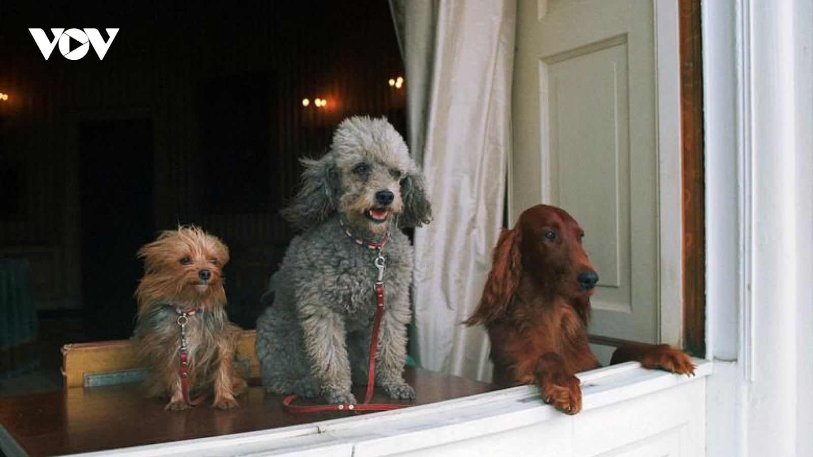 Những “đệ nhất thú cưng” của các tổng thống Mỹ