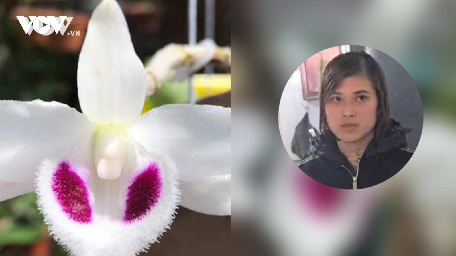 Nóng 24h: Lừa bán lan đột biến giả chiếm đoạt 4,6 tỉ đồng