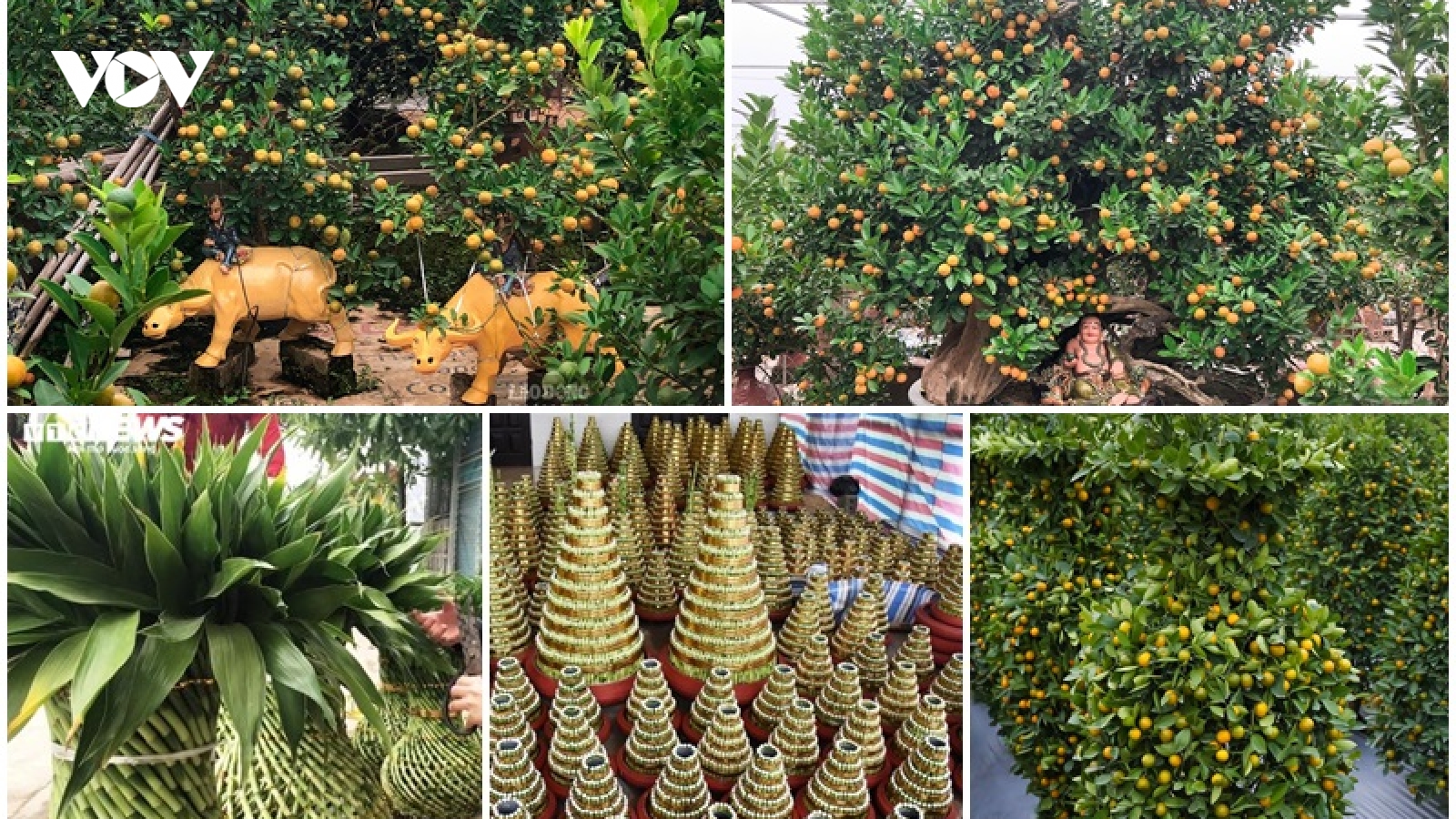 Nhiều mẫu cây cảnh được tạo hình độc đáo để hút khách rinh về chơi Tết