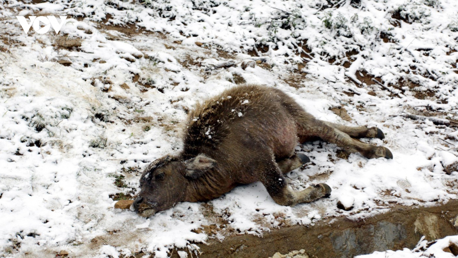 Northern province copes with extreme cold spell