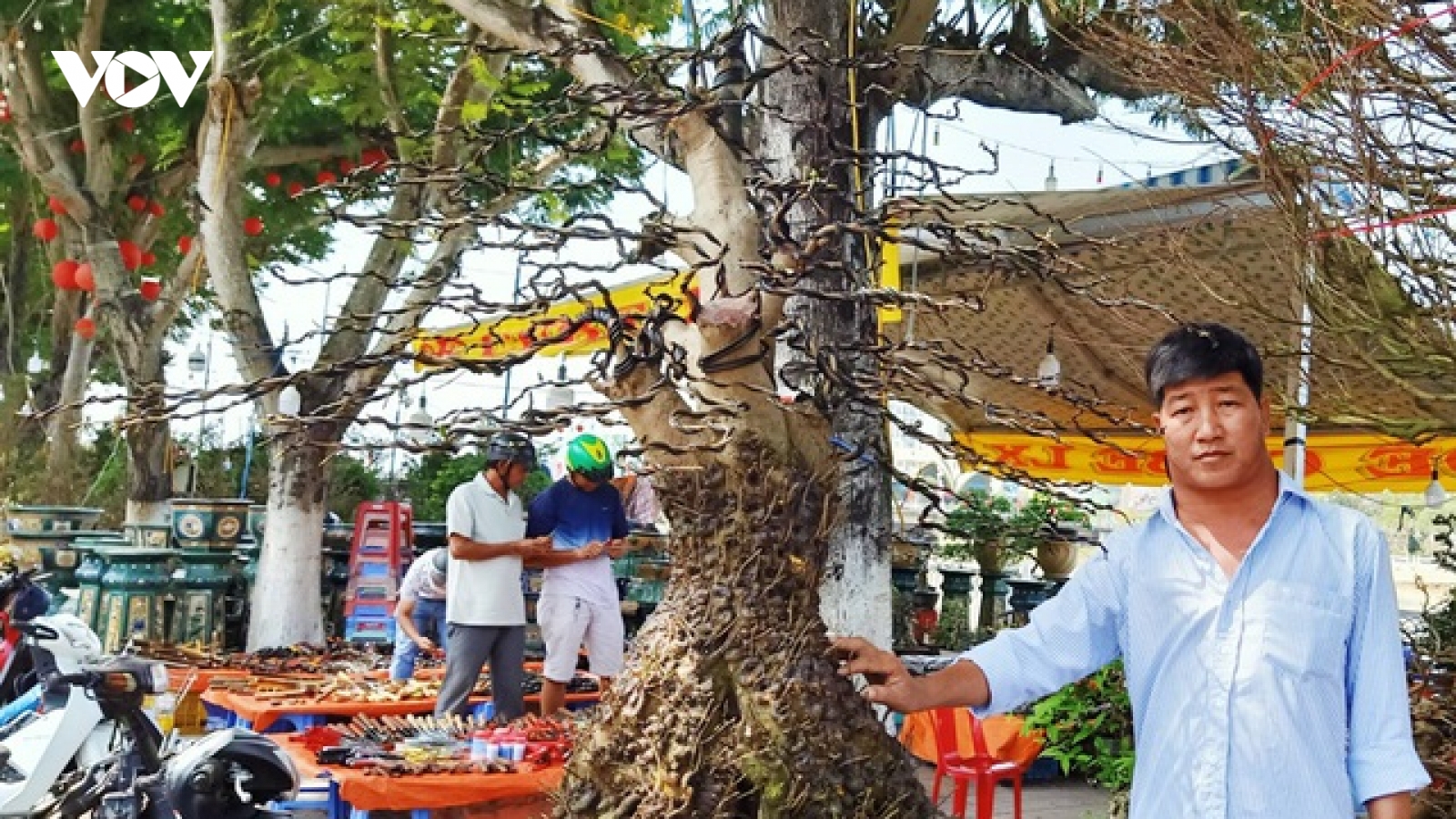 Độc lạ cặp mai vàng 'nổi vảy rồng' giá 700 triệu đồng
