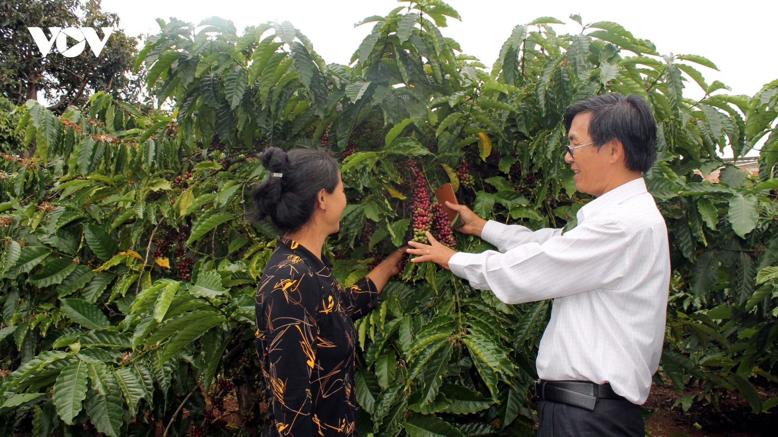 Giá cà phê hôm nay 22/3: Cà phê trong nước giảm nhẹ, thế giới tăng cao