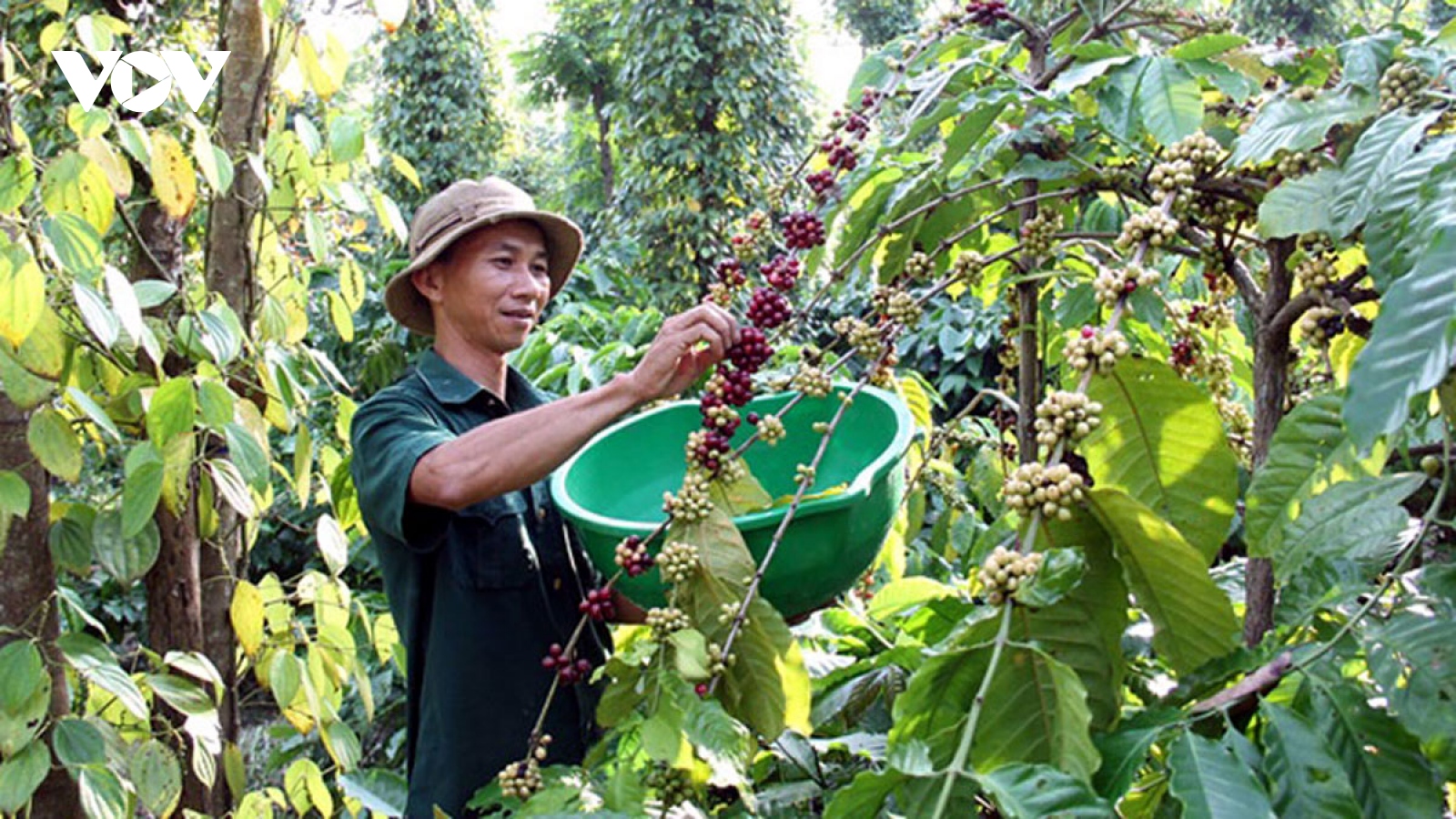 Cà phê Việt Nam hướng mục tiêu xuất khẩu 6 tỷ USD năm 2030