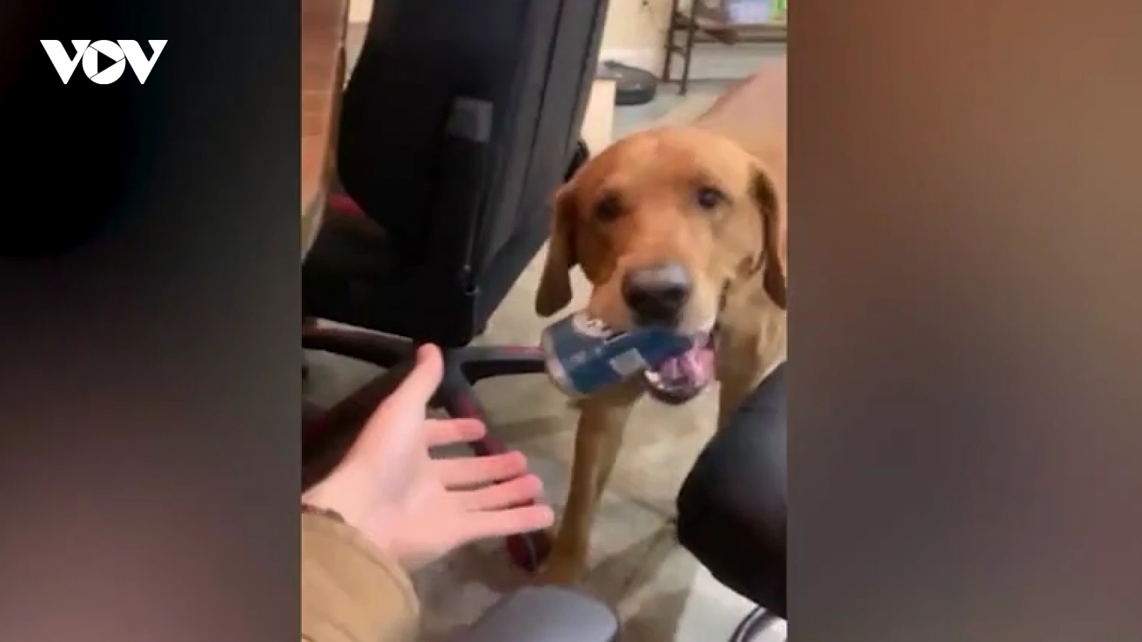 Hâm mộ chú chó Labrador biết lấy bia cho chủ và vứt rác vào thùng