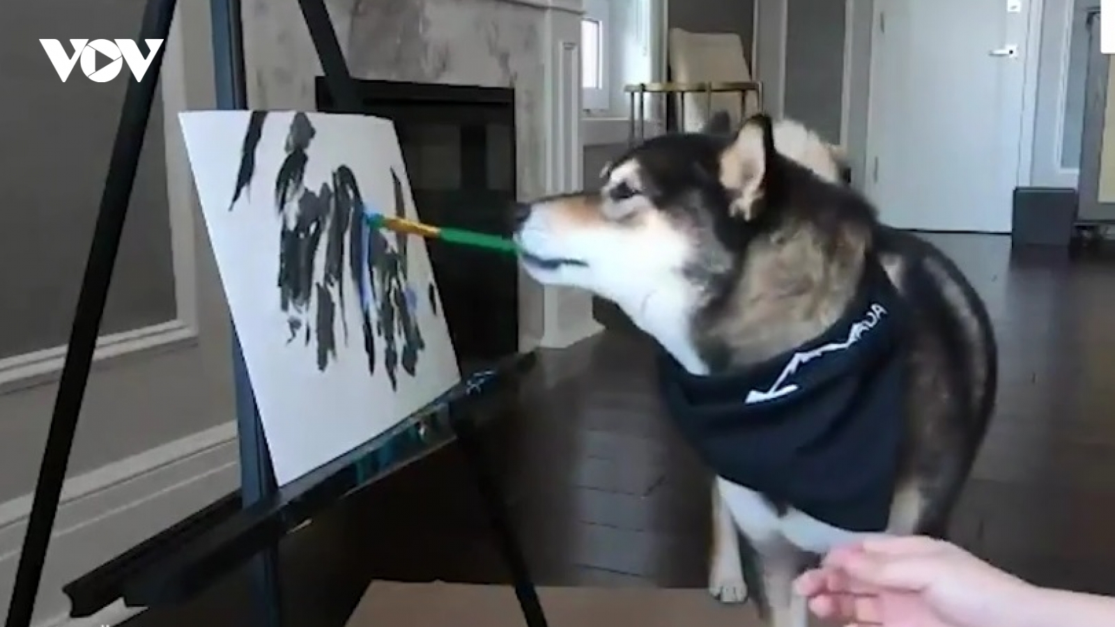 Video: Chú chó Shiba Inu trổ tài vẽ tranh kiếm bội tiền
