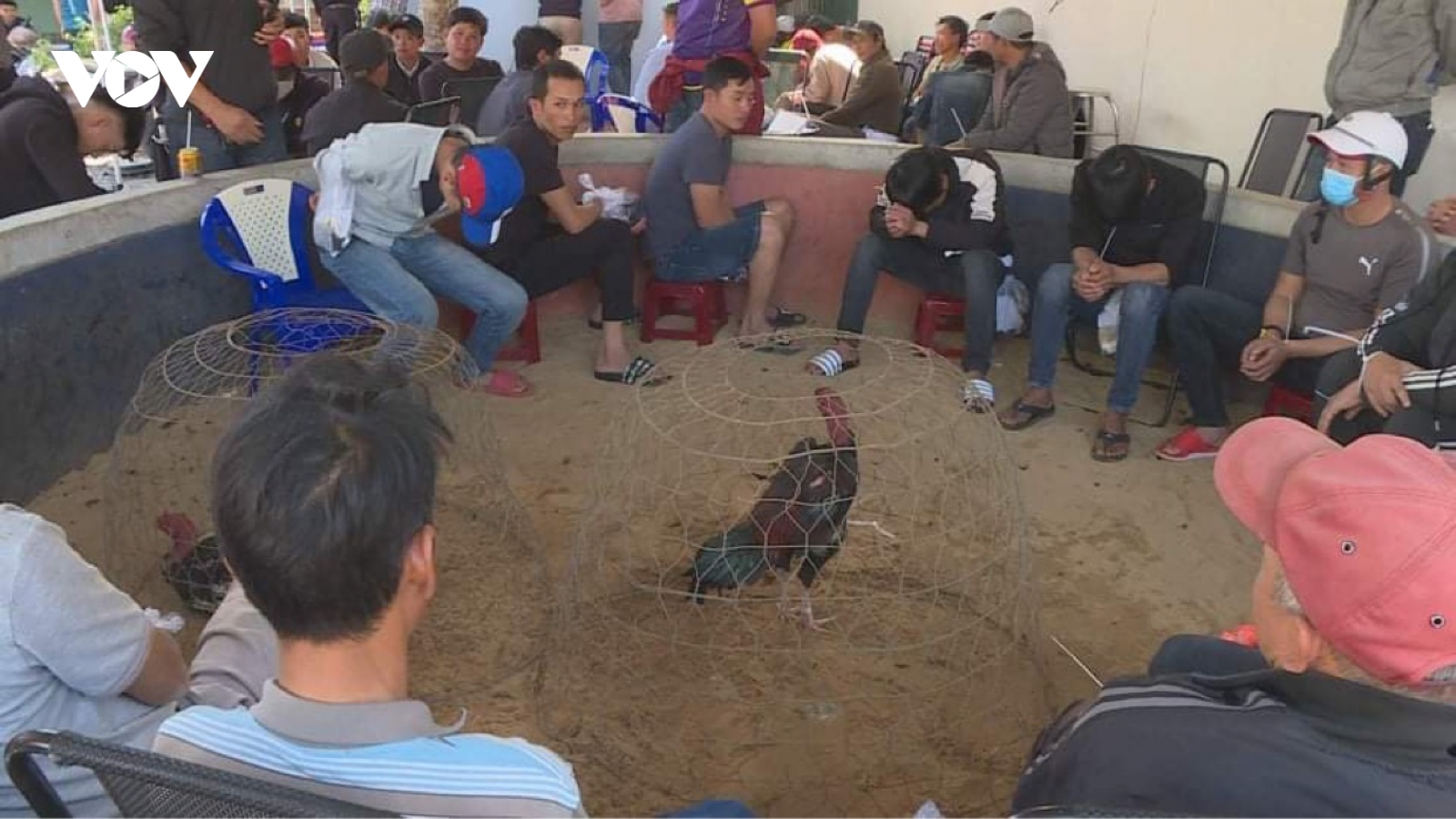 Đắk Lắk: Xử lý gần 50 con bạc tham gia đá gà ăn tiền