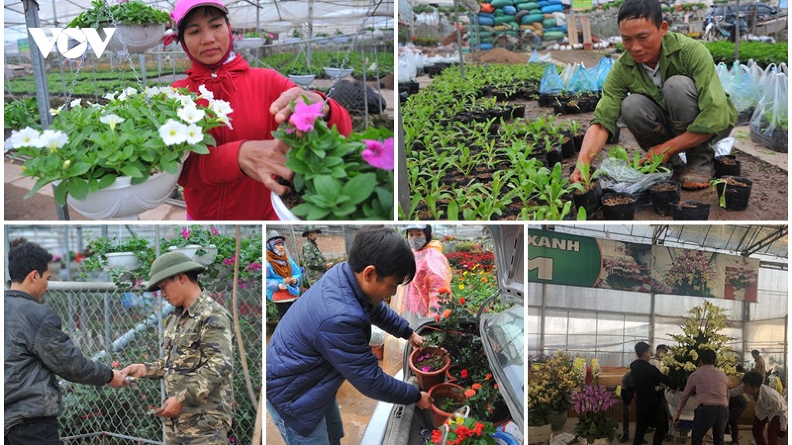 Làng hoa Xuân Quan hối hả vào xuân, nhà vườn phấn khởi vì được mùa, trúng giá