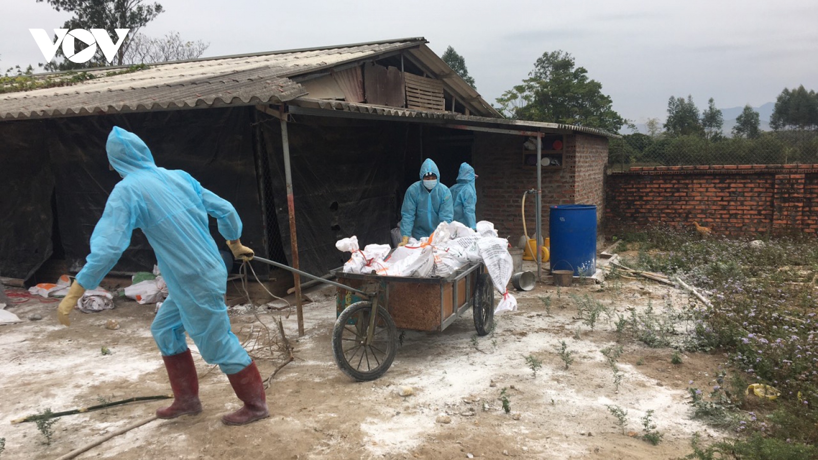 Quảng Ninh xuất hiện ổ dịch cúm gia cầm H5N6