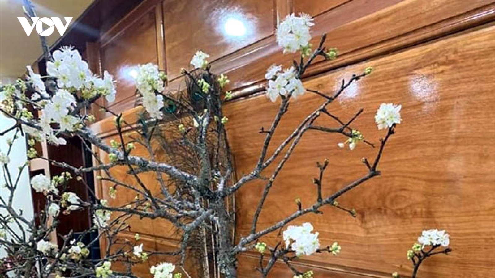 Cành mận cổ rêu phong khiến người chơi hoa Tết “phát sốt”
