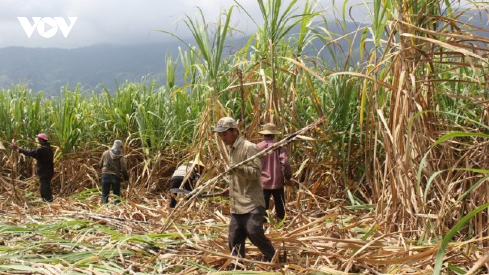 Giá mía nguyên liệu tăng cao, nông dân Đăk Lăk phấn khởi vì đã bắt đầu có lãi