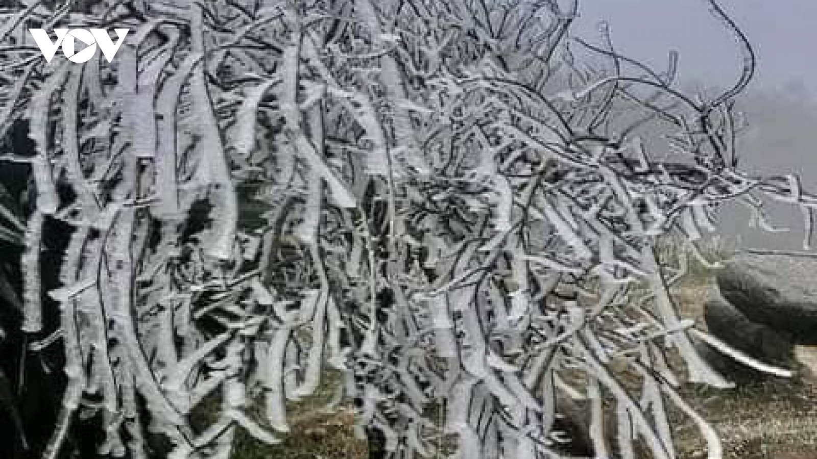 Nhiệt độ âm 1 độ C, vùng núi cao Bắc Yên, Sơn La xuất hiện băng giá