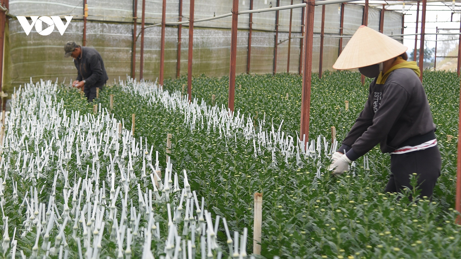 Nhiều diện tích hoa Tết của Đà Lạt có nguy cơ bị nở muộn lỡ vụ Tết