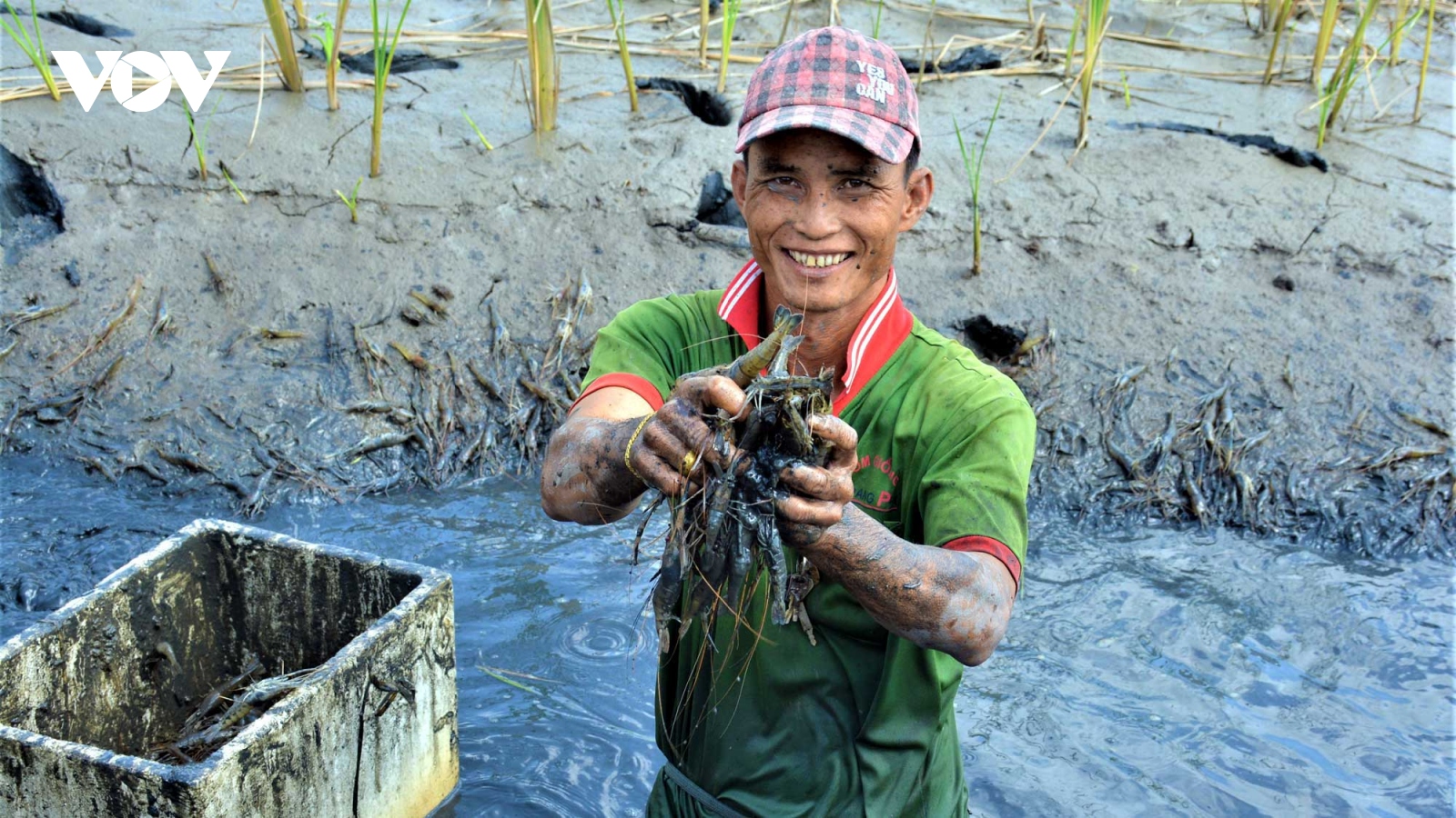 Rộn ràng mùa tôm càng xanh trên đất lúa Cà Mau