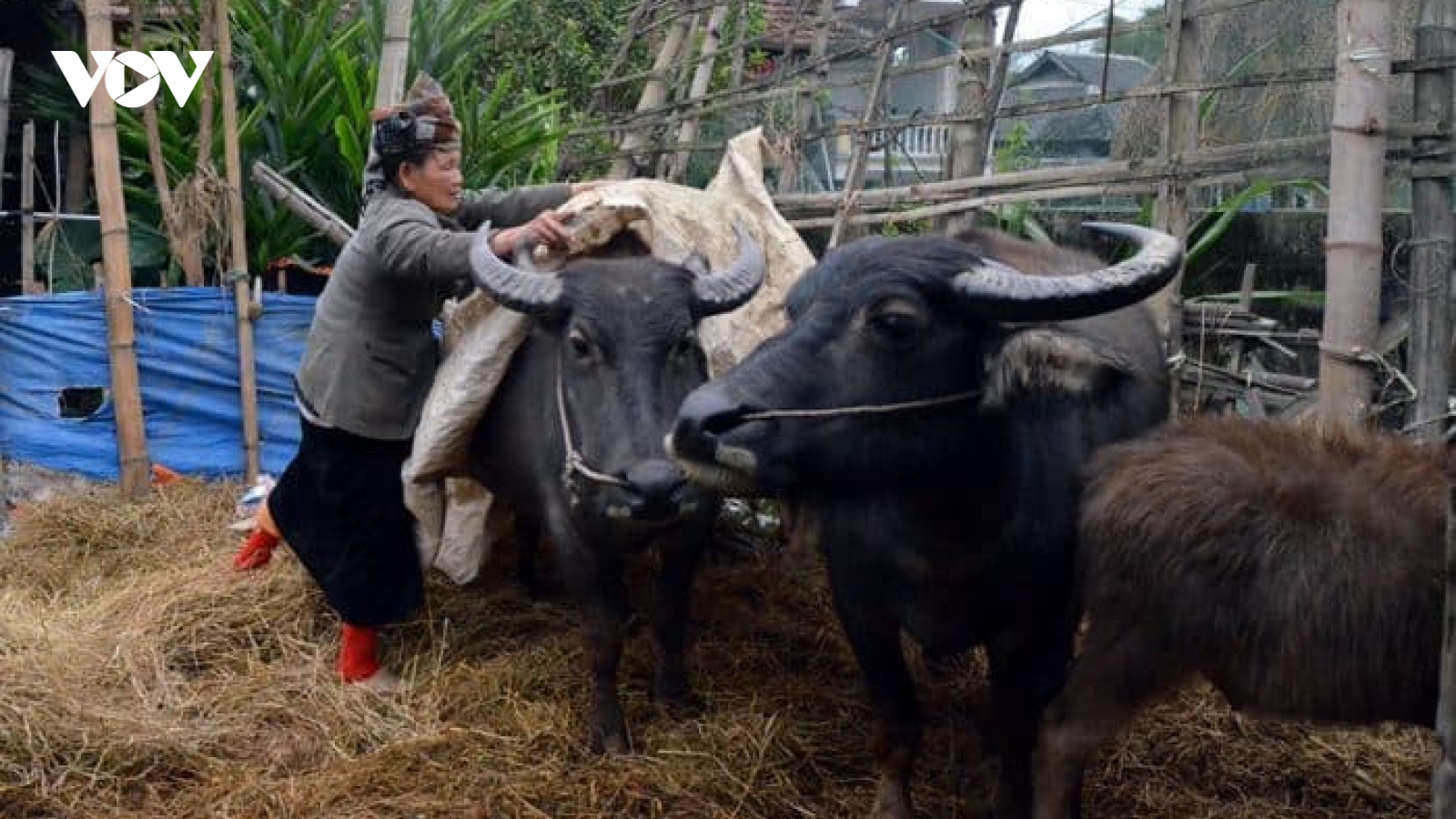 Chống rét cho trâu bò như thế nào khi rét đậm, rét hại?