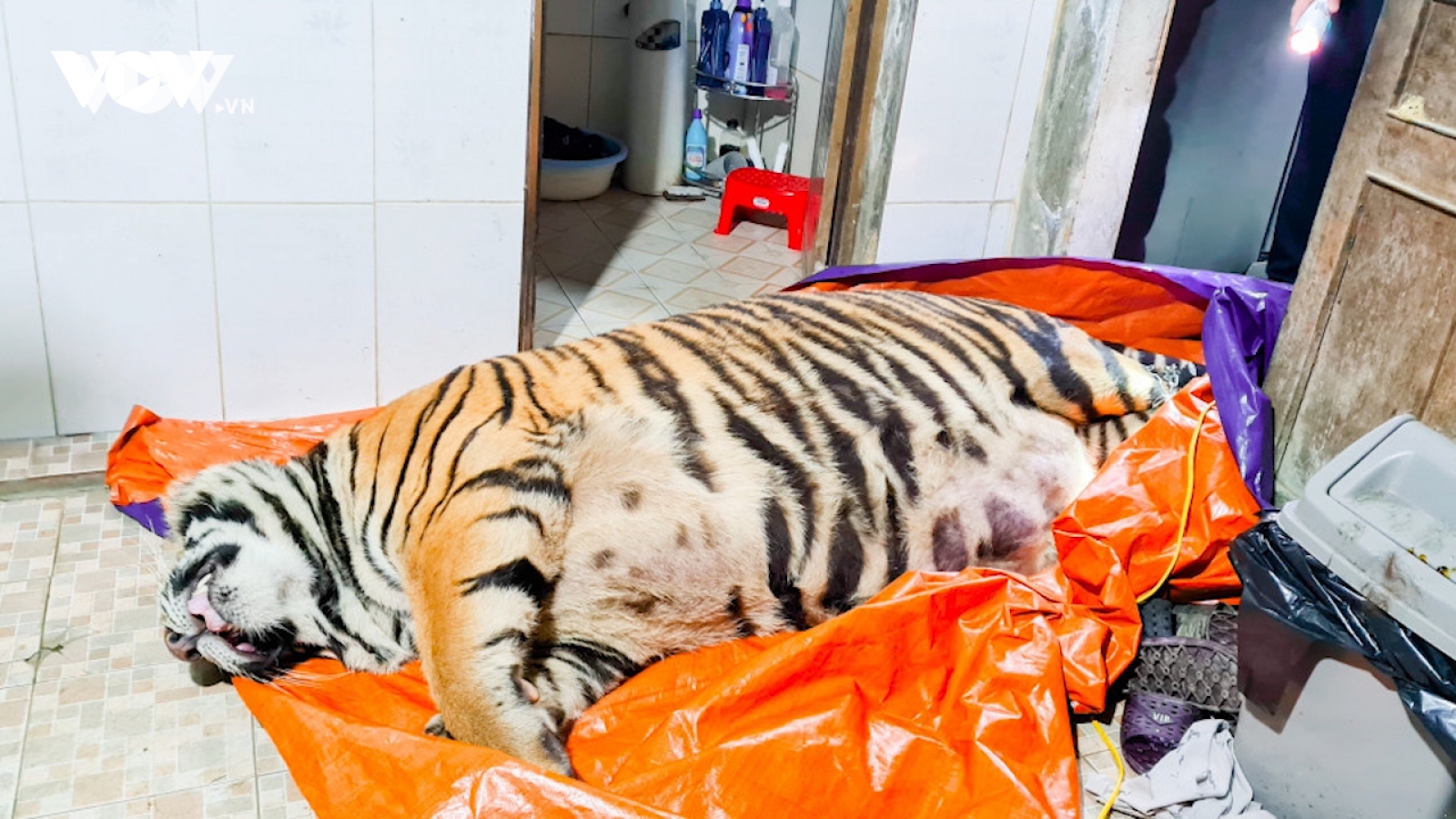 Nóng 24h: Xác cá thể hổ nằm giữa sân nhà dân, chủ nhà "đi vắng"