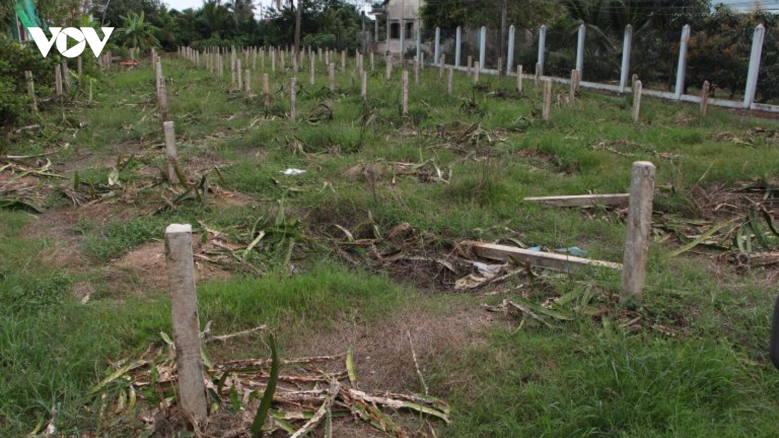 Long An: Nhiều nông dân phá bỏ vườn thanh long do thua lỗ