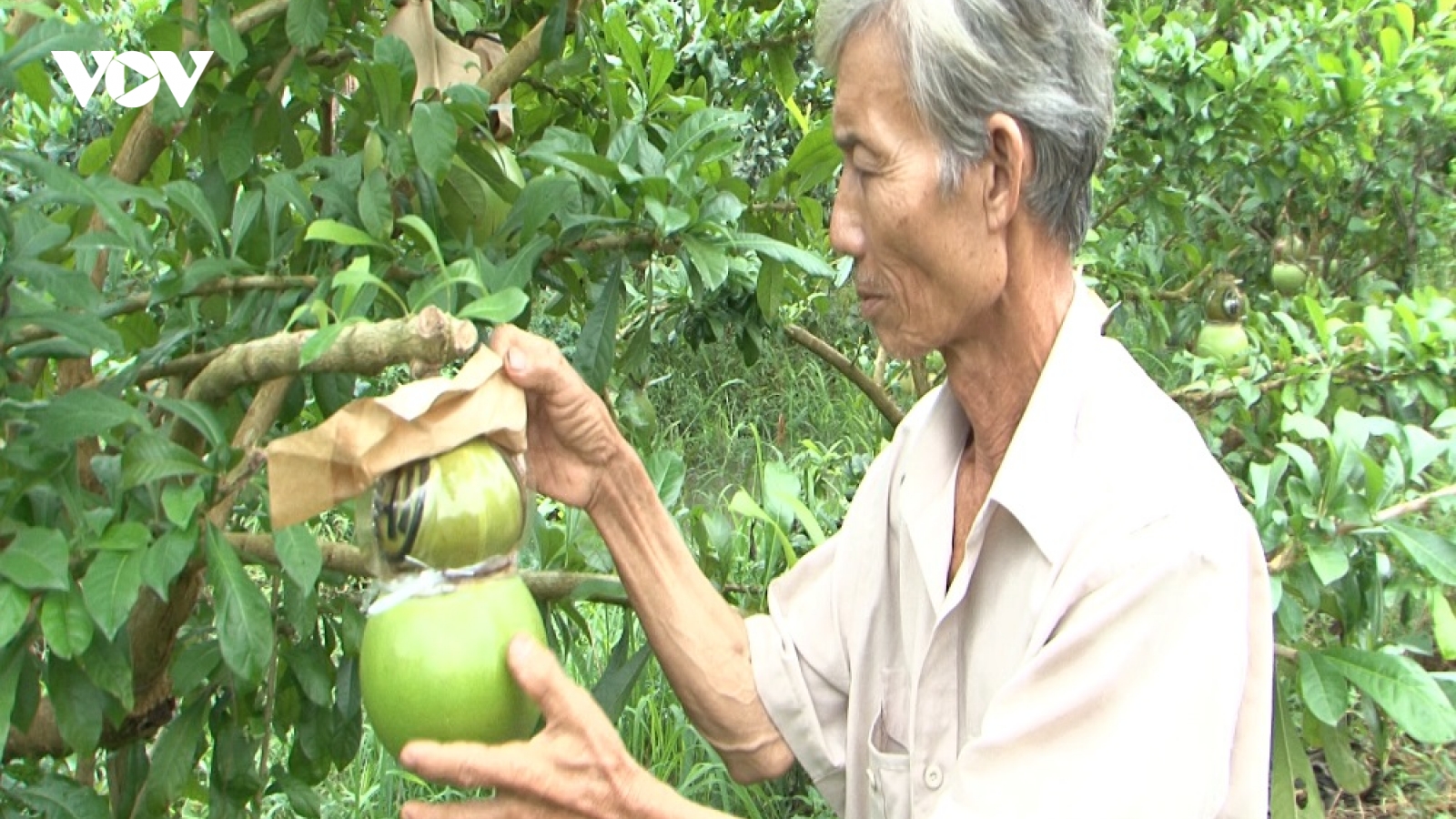 Hậu Giang cung cấp hơn 26.000 tấn trái cây phục vụ thị trường Tết