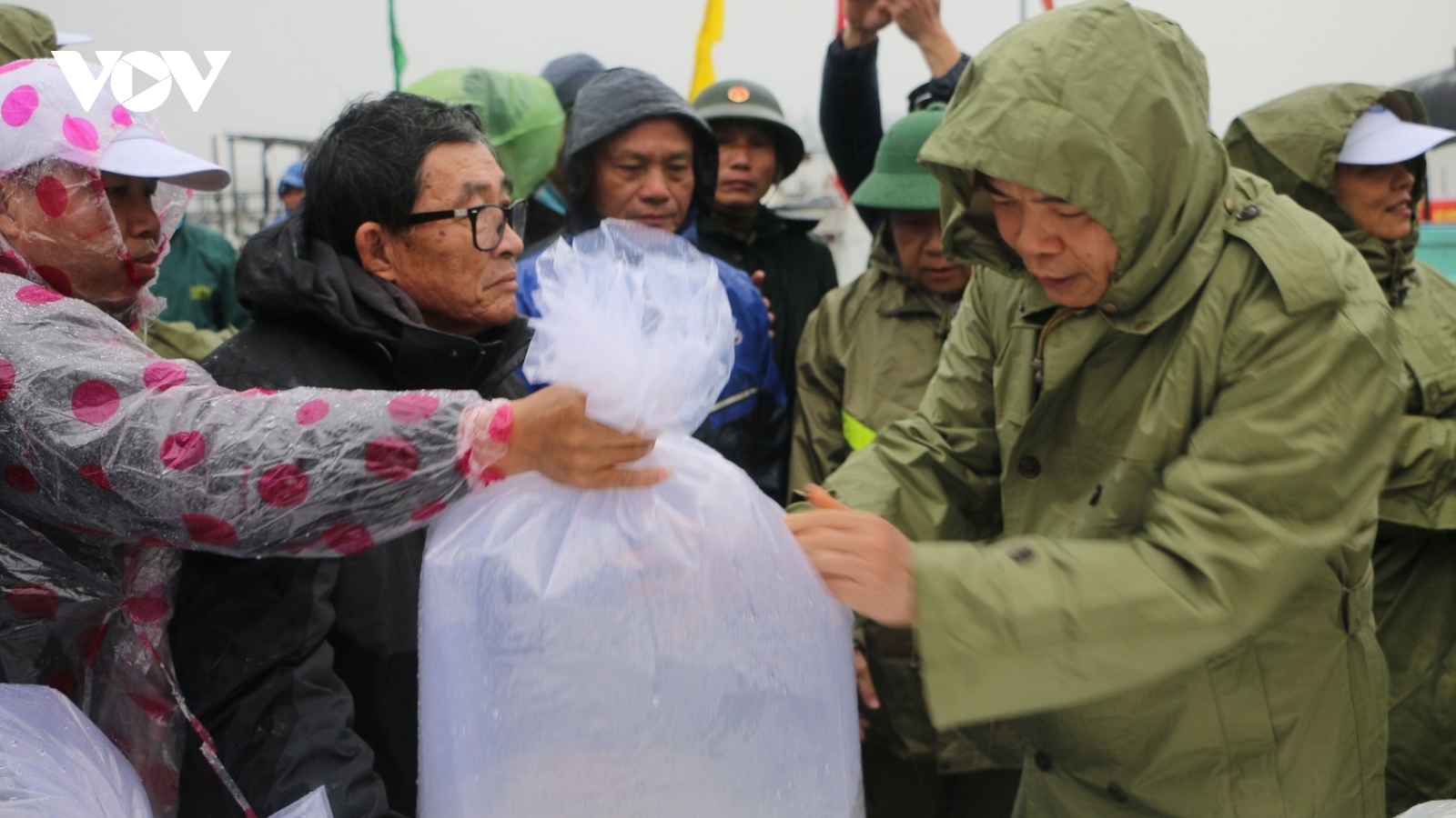 Thả cá giống trên phá Tam Giang tái tạo nguồn lợi thuỷ sản